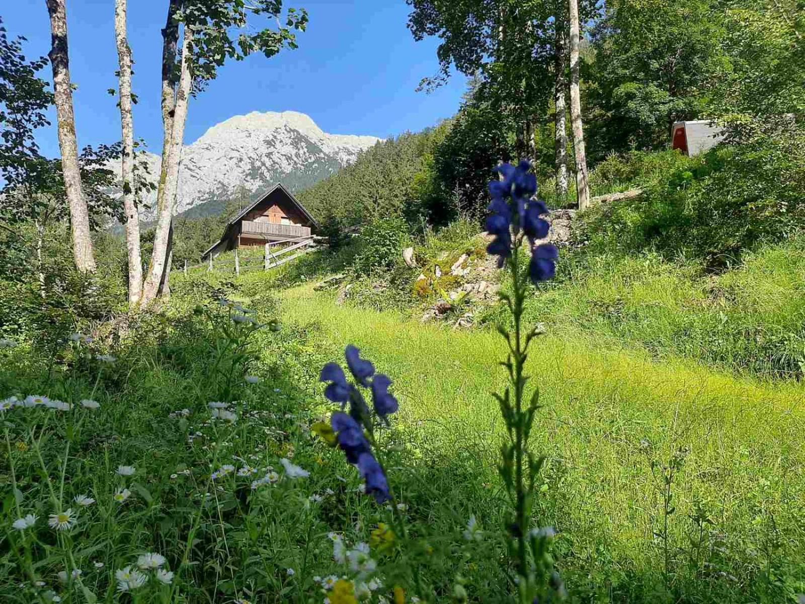 Camping & Glamping Grintovec بريدفور المظهر الخارجي الصورة