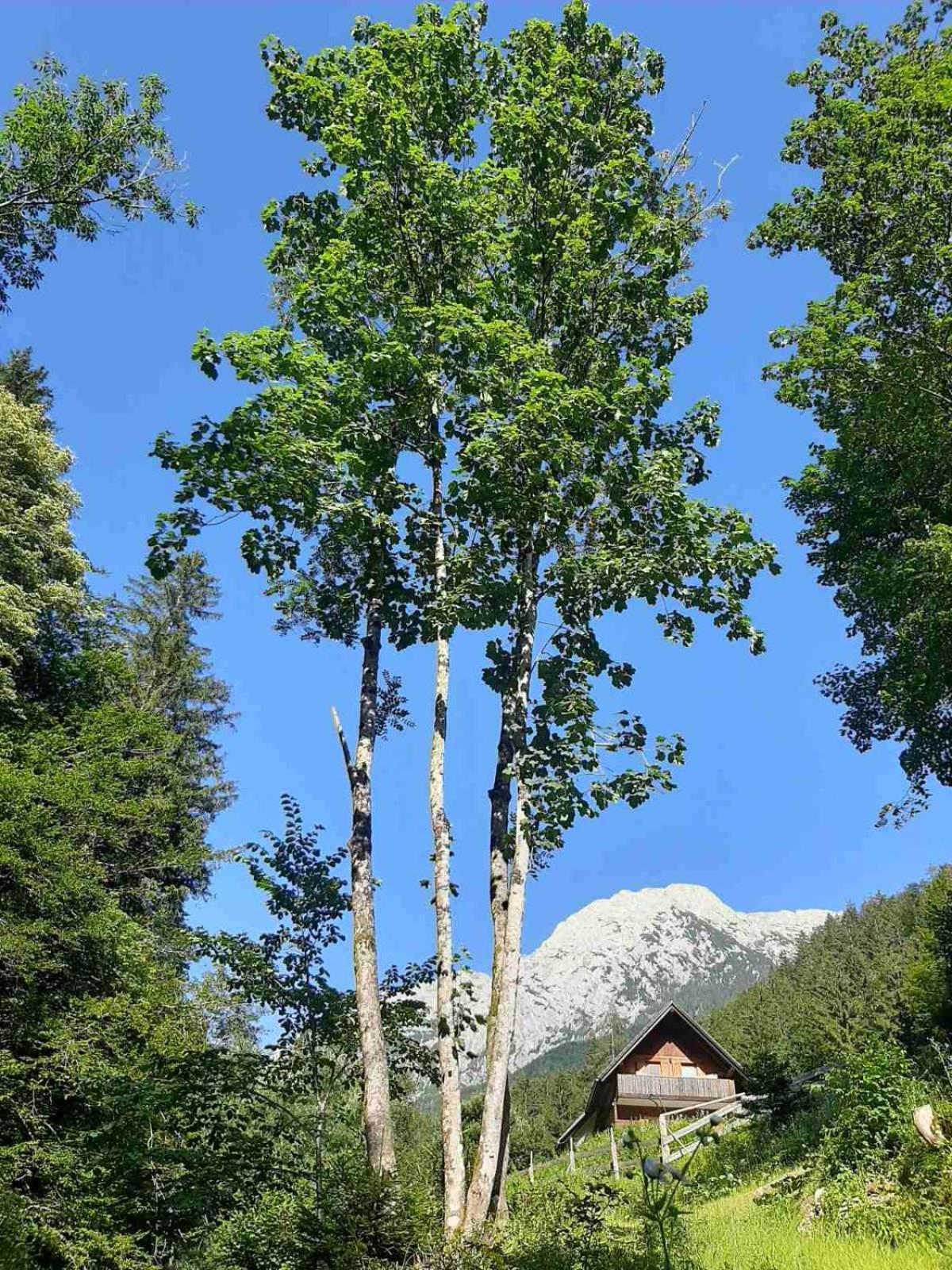 Camping & Glamping Grintovec بريدفور المظهر الخارجي الصورة